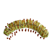 108. Caterpillar Roll Uramaki